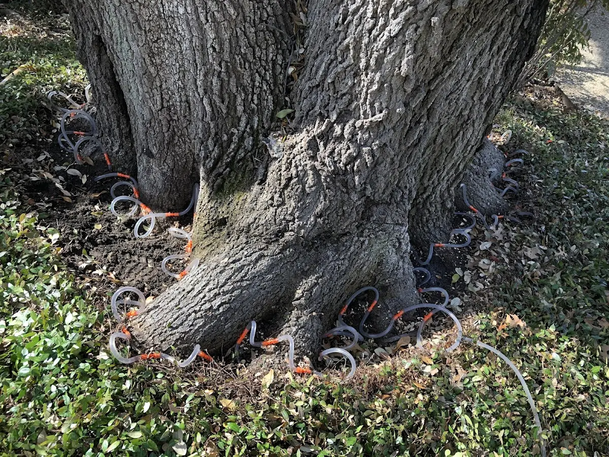 Detailed Tree Cabling and Bracing job site in South Heart