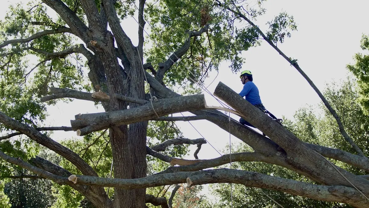 Professional Hazardous Tree Removal performed by certified arborists in South Heart