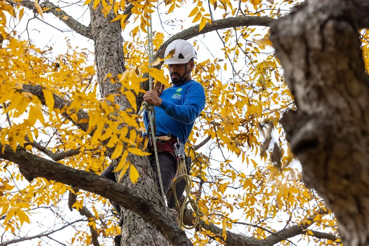 Skilled Tree Pruning crew working in South Heart