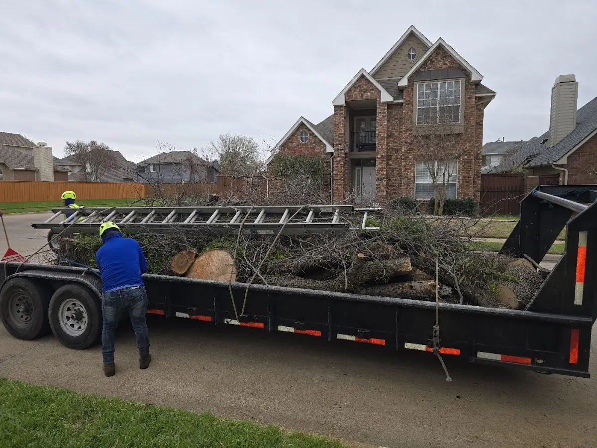 Expert Tree Removal with proper safety equipment in South Heart